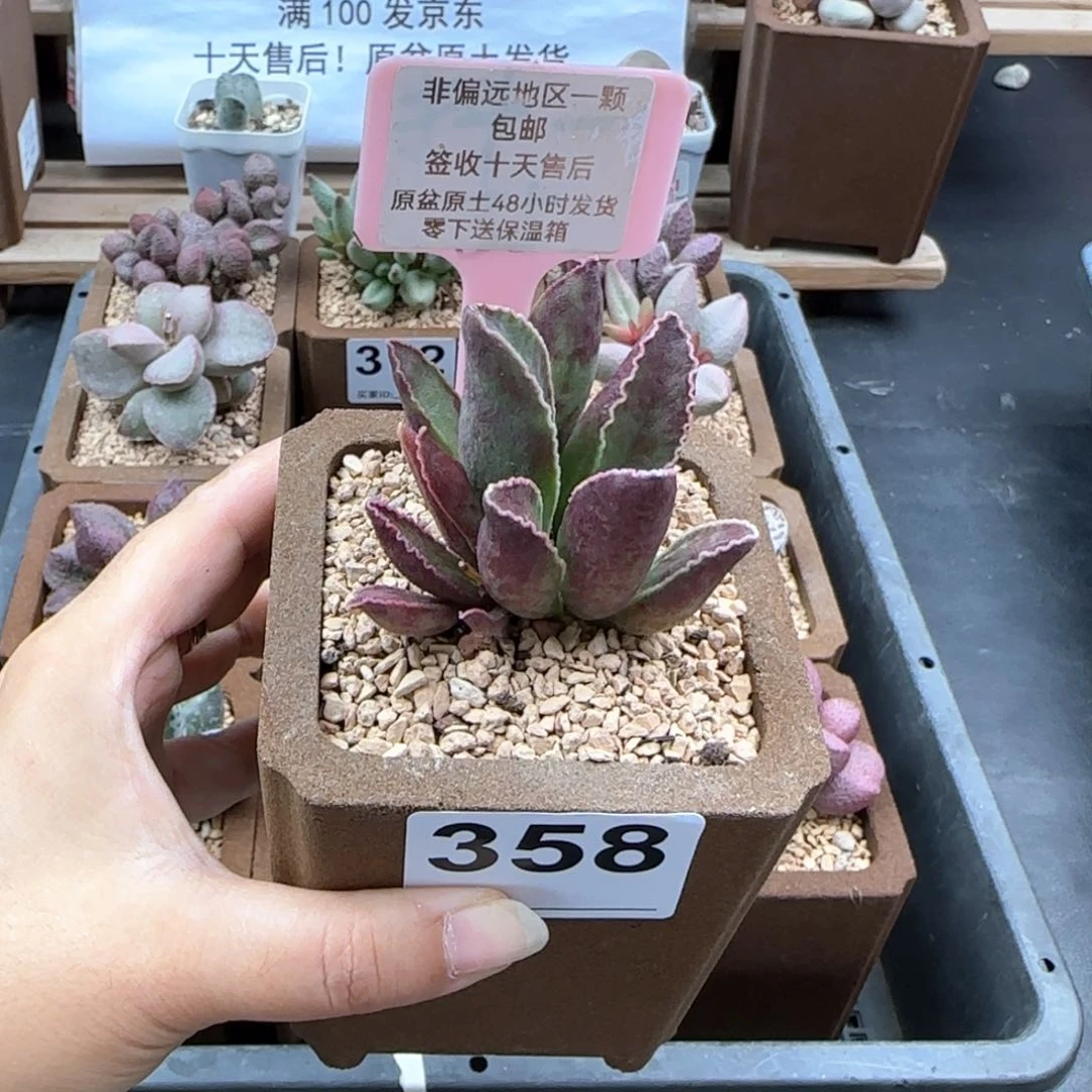 358粉鲍鱼多肉植物微瑕