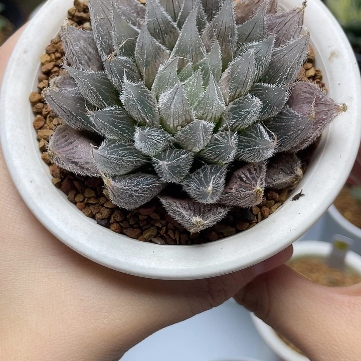 22号  实生针管毛玉露十二卷