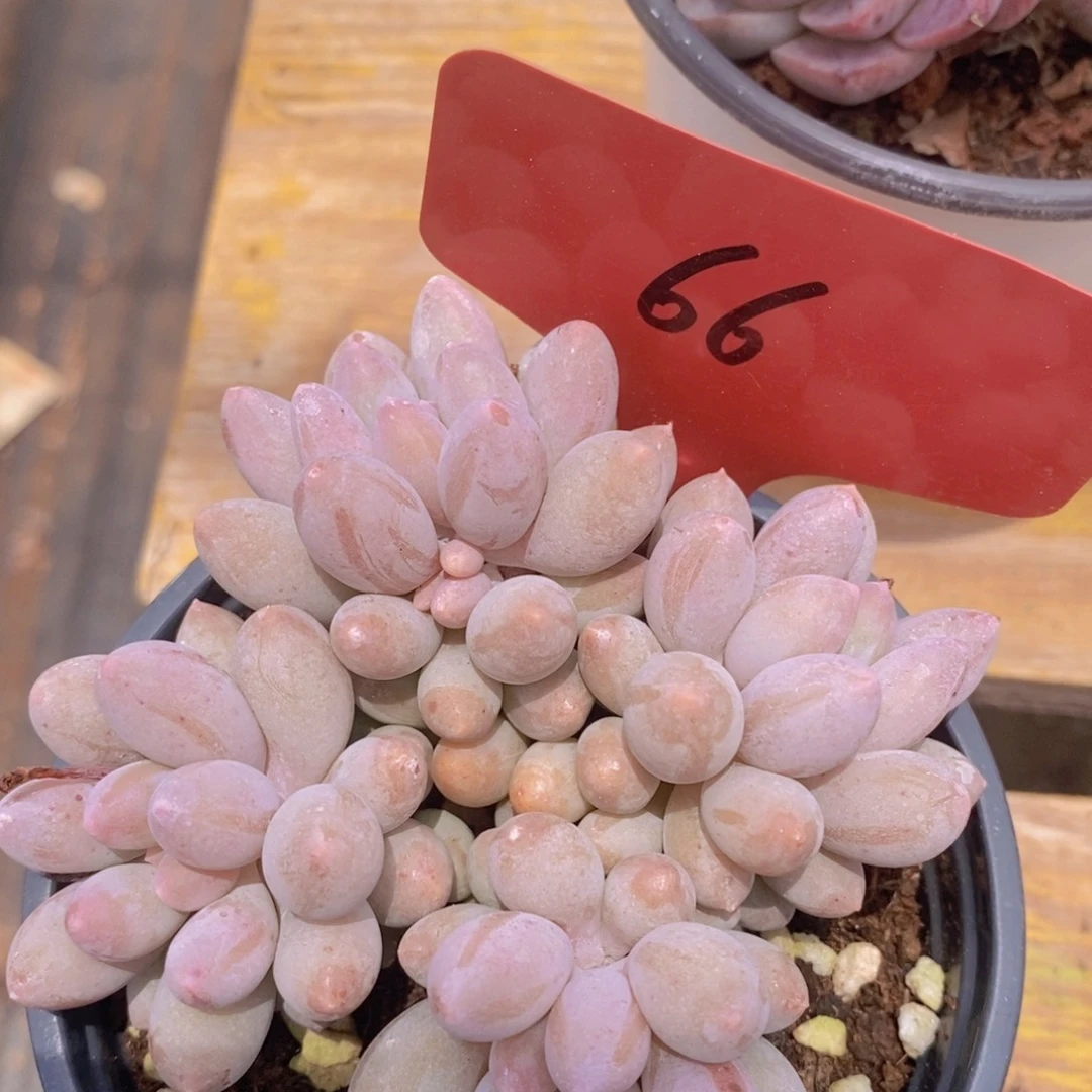 开心多肉，一物一拍