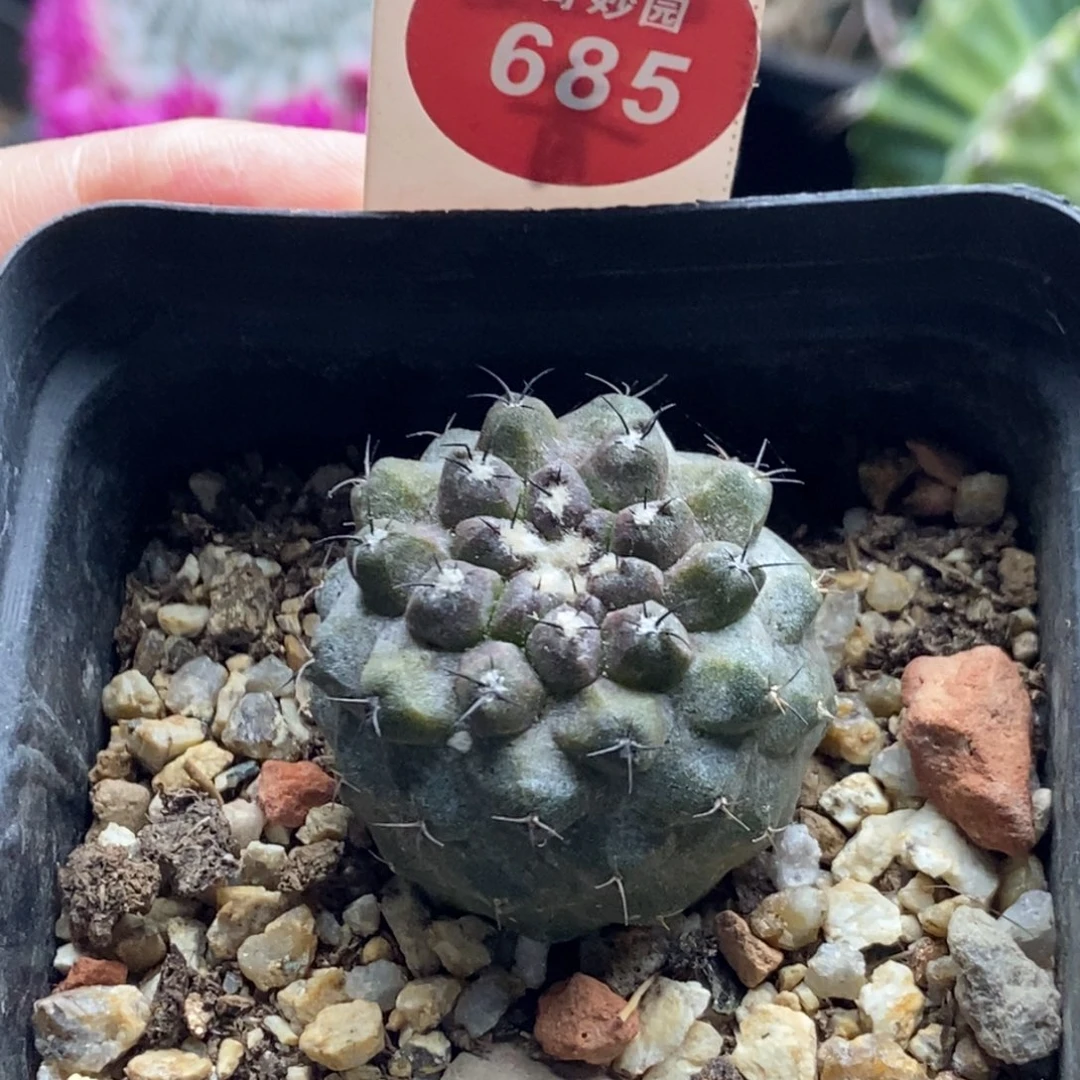 实生有刺尤仙人3cm一棵仙人球