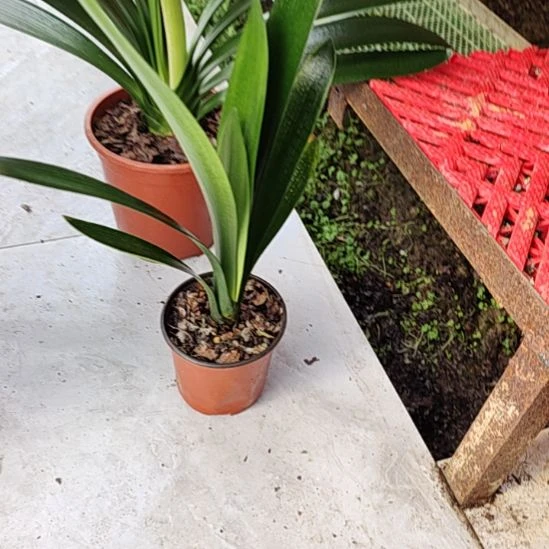 无花朵叶有伤胜利油