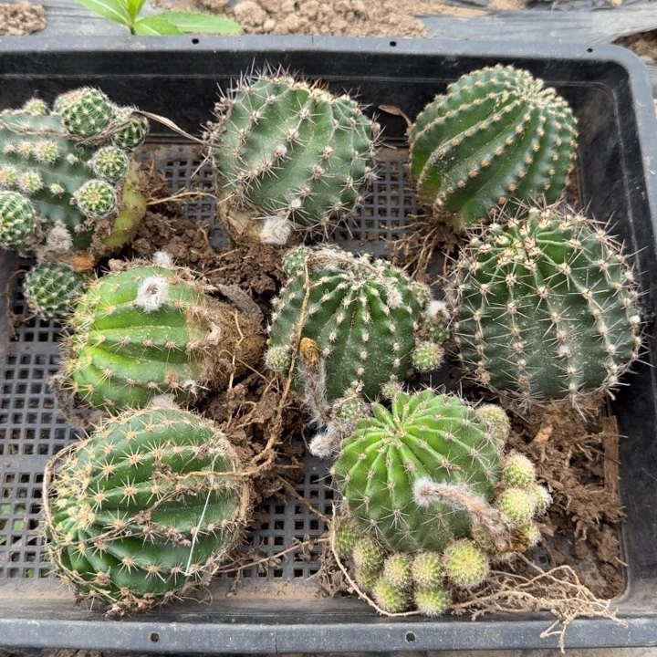 328彩草脱土斑一个掉侧牙无售后