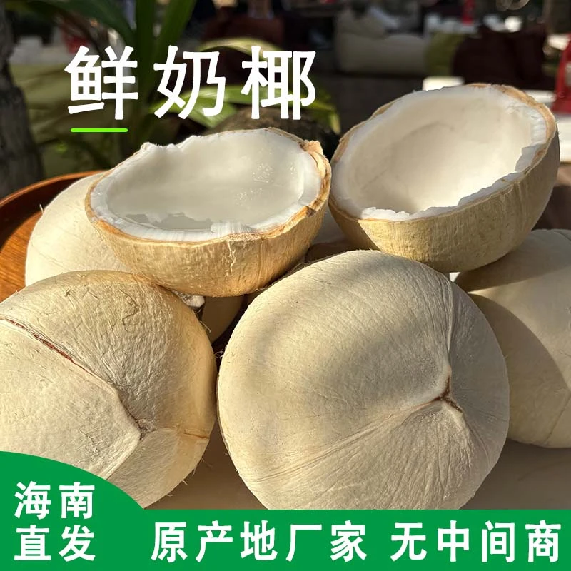 【顺丰海南直发】鲜奶椰椰皇牛奶椰子椰青海南椰子生鲜农副产品
