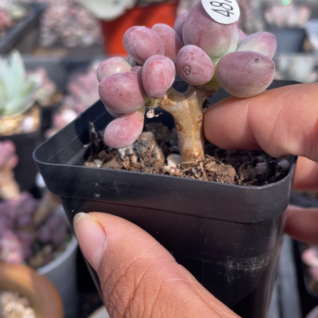 贵妃奶酪小老桩多肉植物