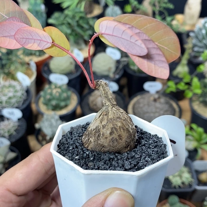 实生奇异油柑41号3.5cm