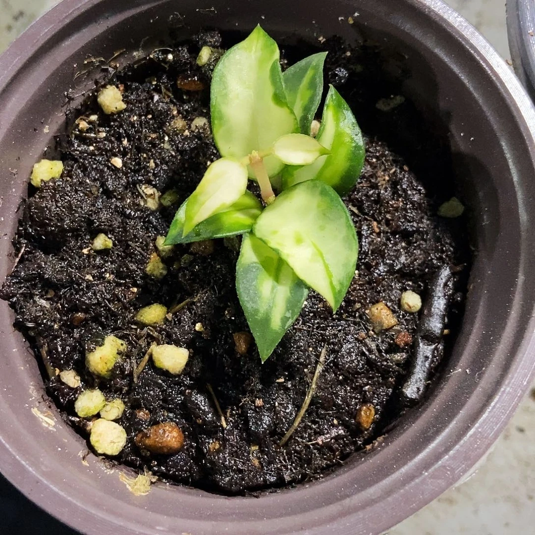 完全开放绿孔雀球兰29