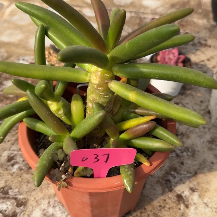 037椰子树新号福利价