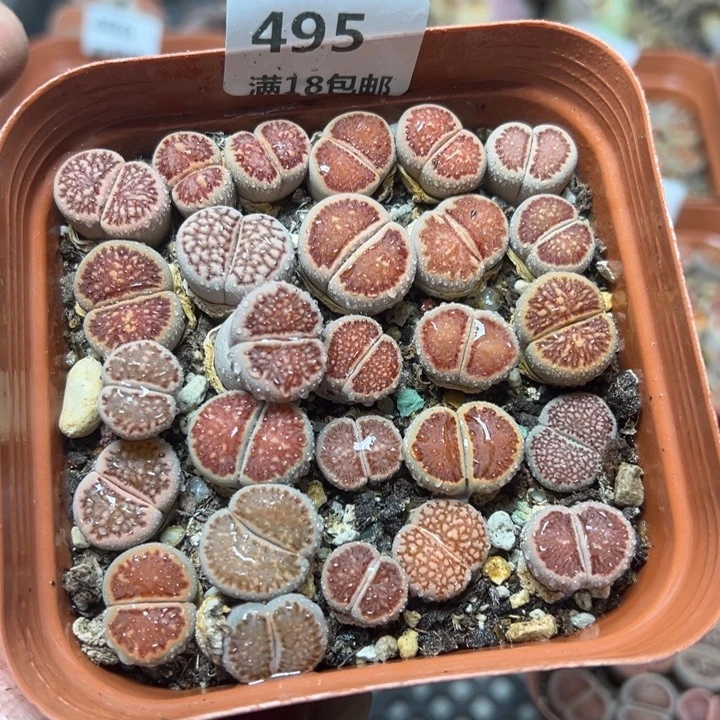 【闪购商品】 495。