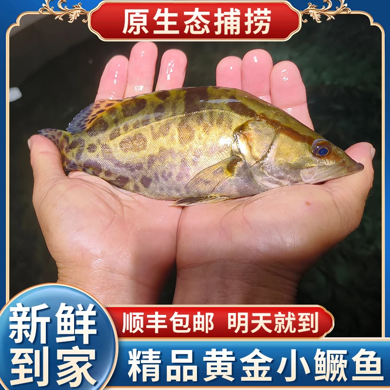 【现捞现杀】【新鲜鳜鱼】精品正宗鳜鱼桂鱼淡水鱼冷水鱼黄金小鳜鱼 液氮极速锁鲜 顺丰包邮 今天拍明天到
