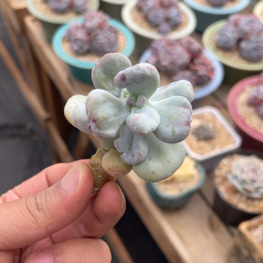 油煎丸子一物一拍