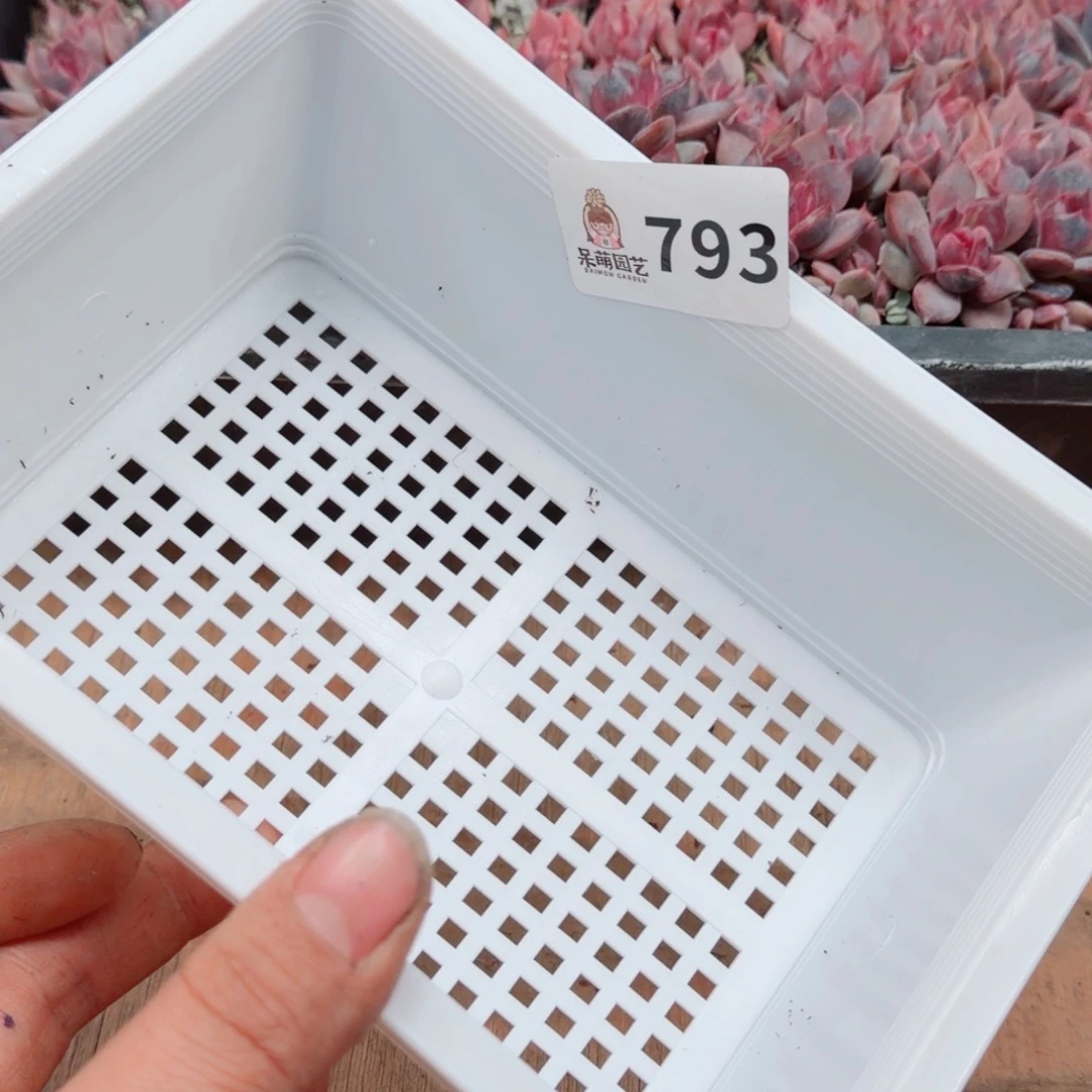 玲***玲多肉植物多肉植物