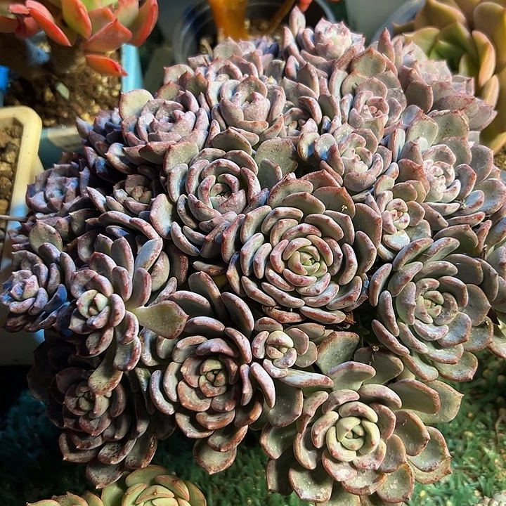 幸运的是我还没遇到过