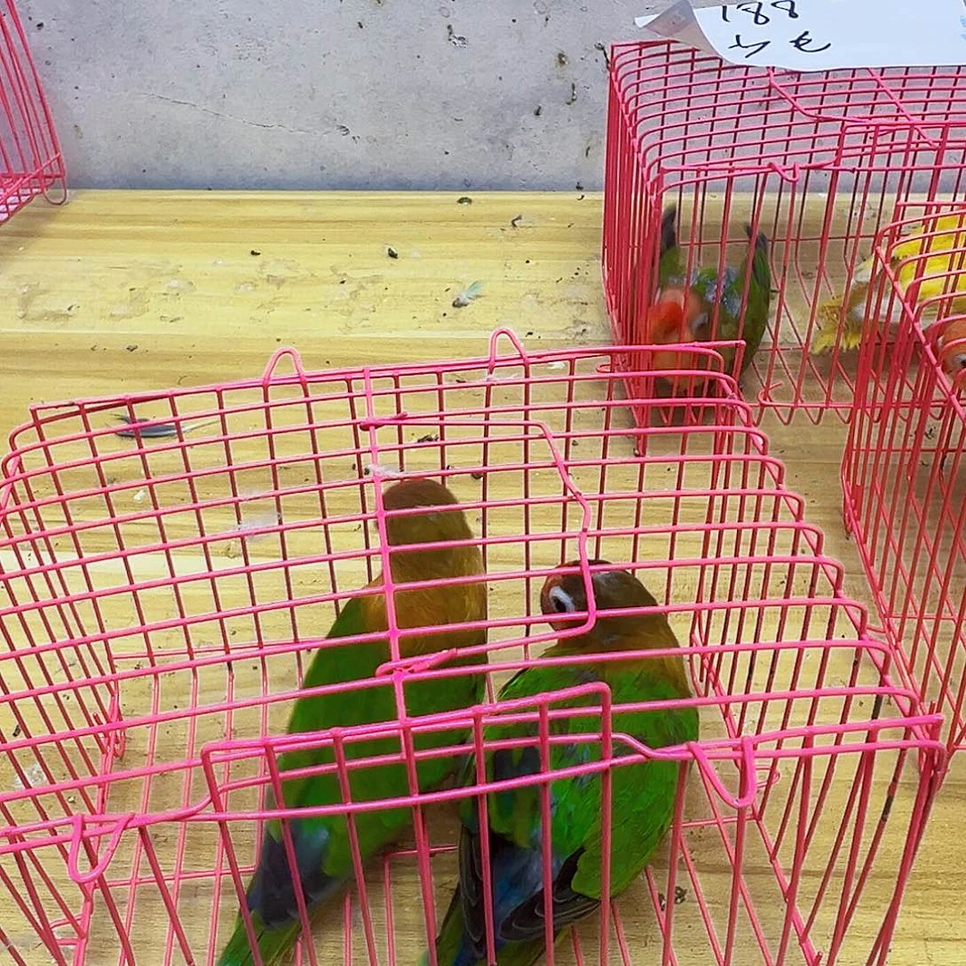 桃脸牡丹鹦鹉少指甲