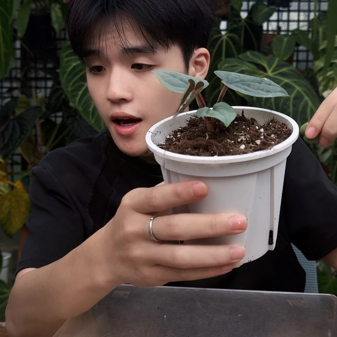 完全开放U138奢华