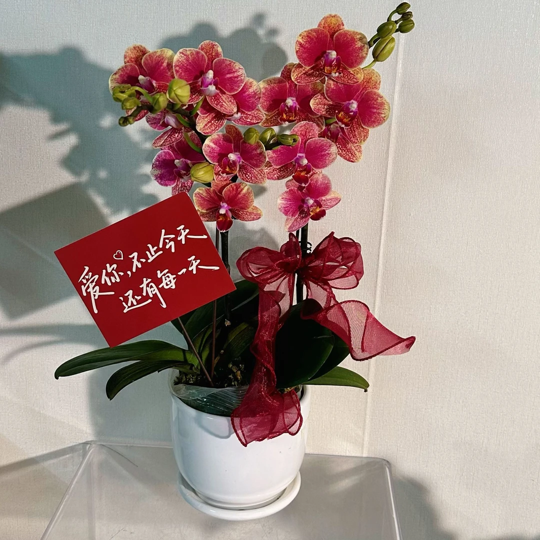 【金蝶组盆（蜡质花）】（橙红系））桌面花型易养耐开蝴蝶兰花卉盆栽