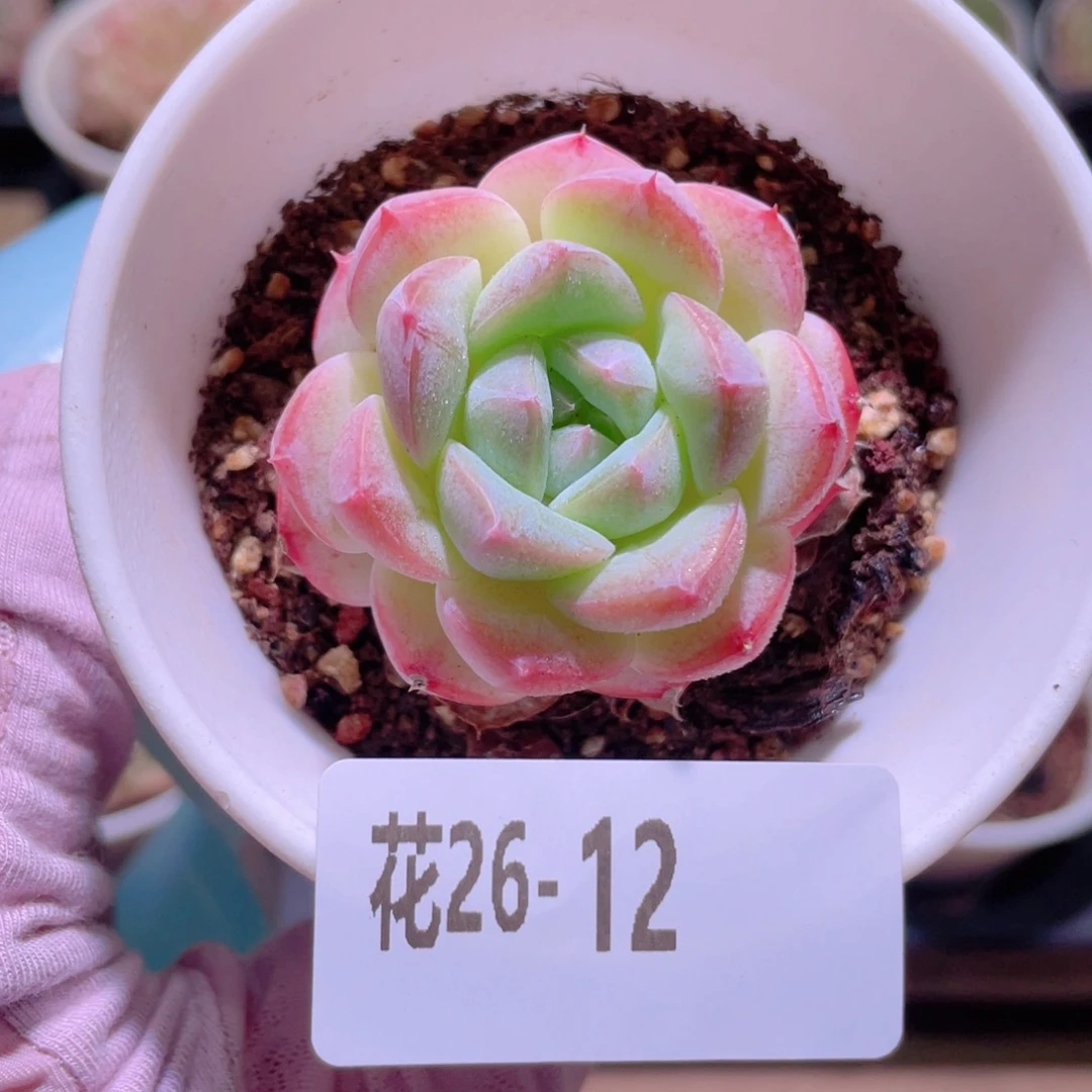 花利美26-12白桃汽水