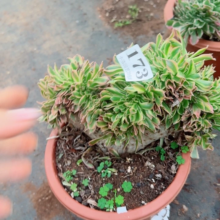 173夕颜缀化多肉植物