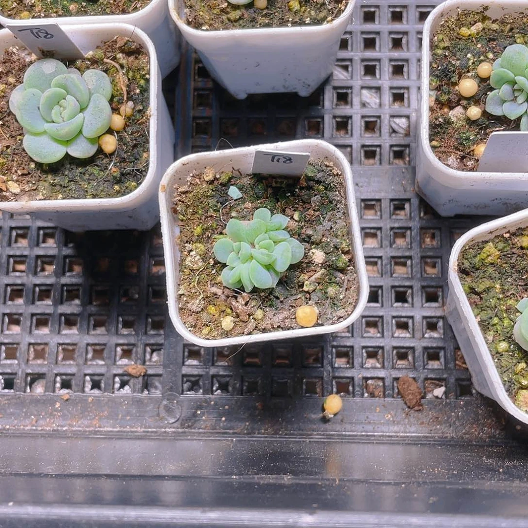 ?****?童话三头中盆一个满25包邮