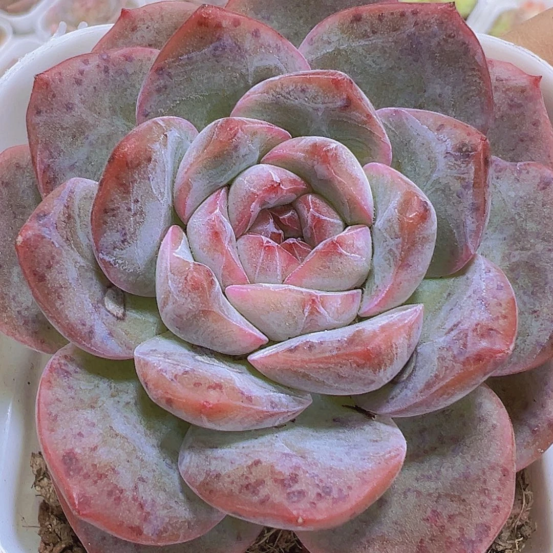 干冰19包邮多肉植物