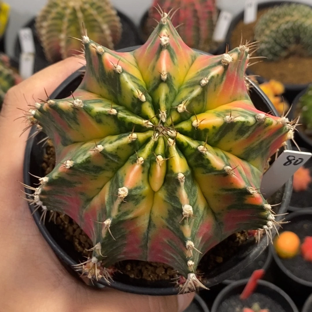 泰系全品米哈—带盆土发货27