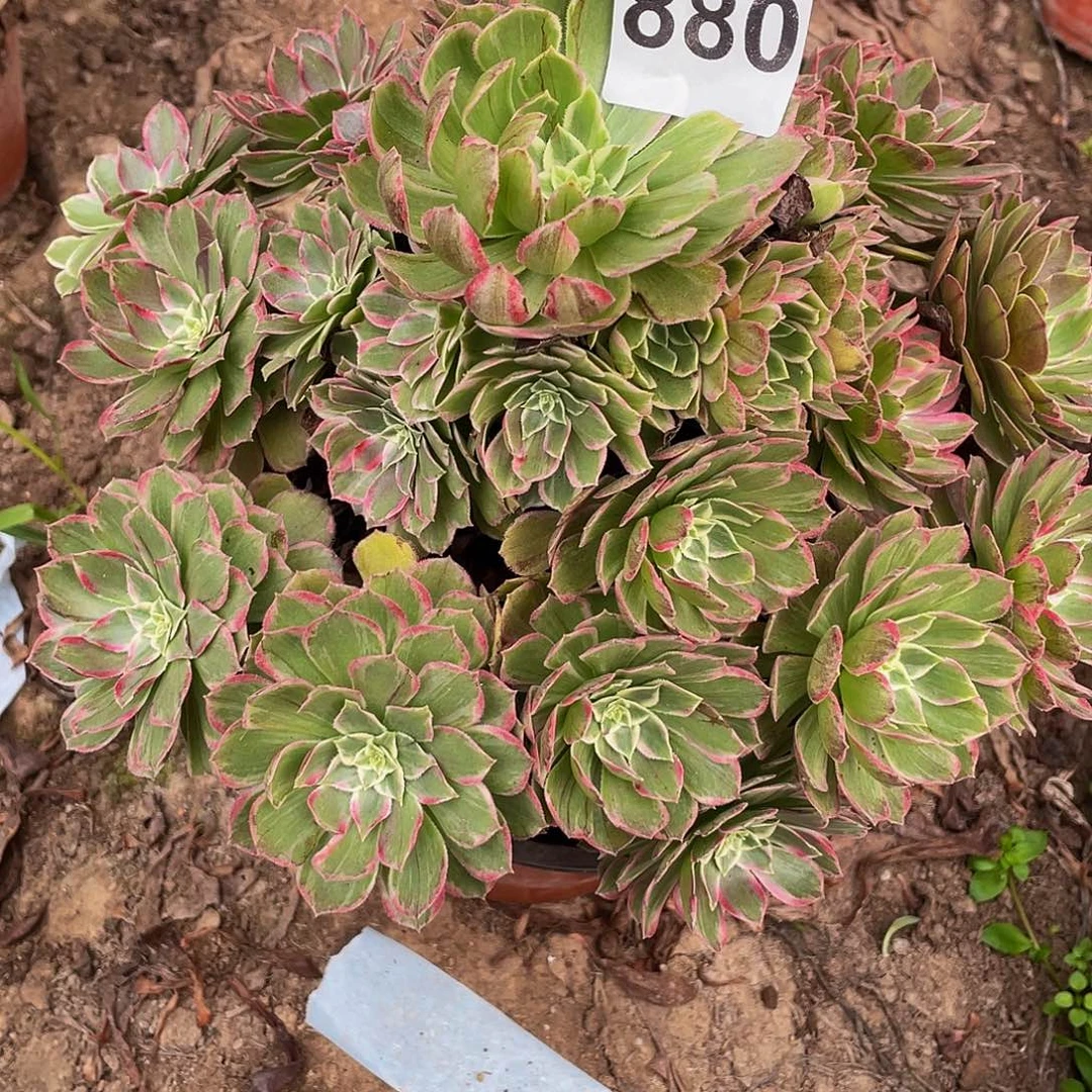 多肉法师880号莲花座发货不包损