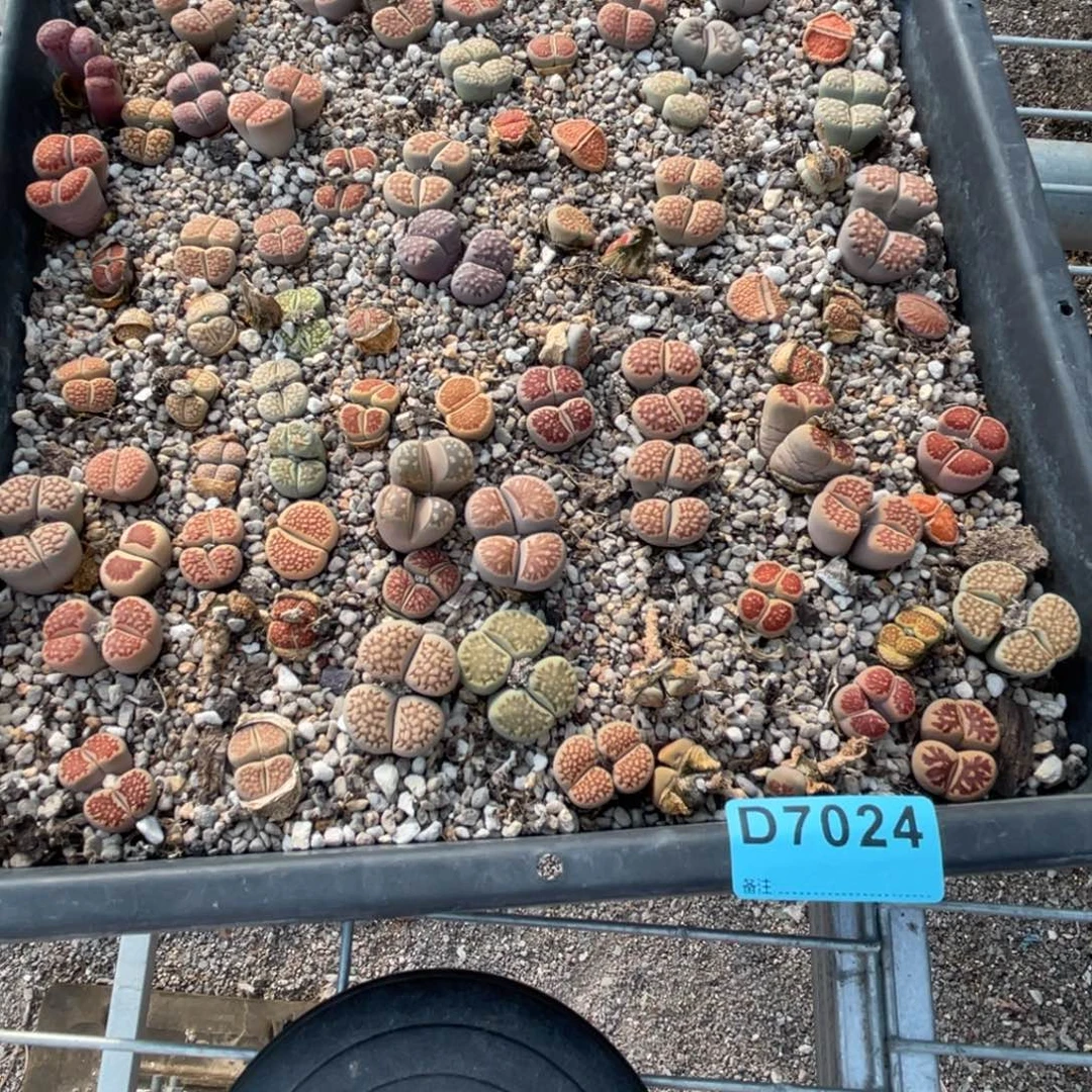 大***人7024筐福利不售后