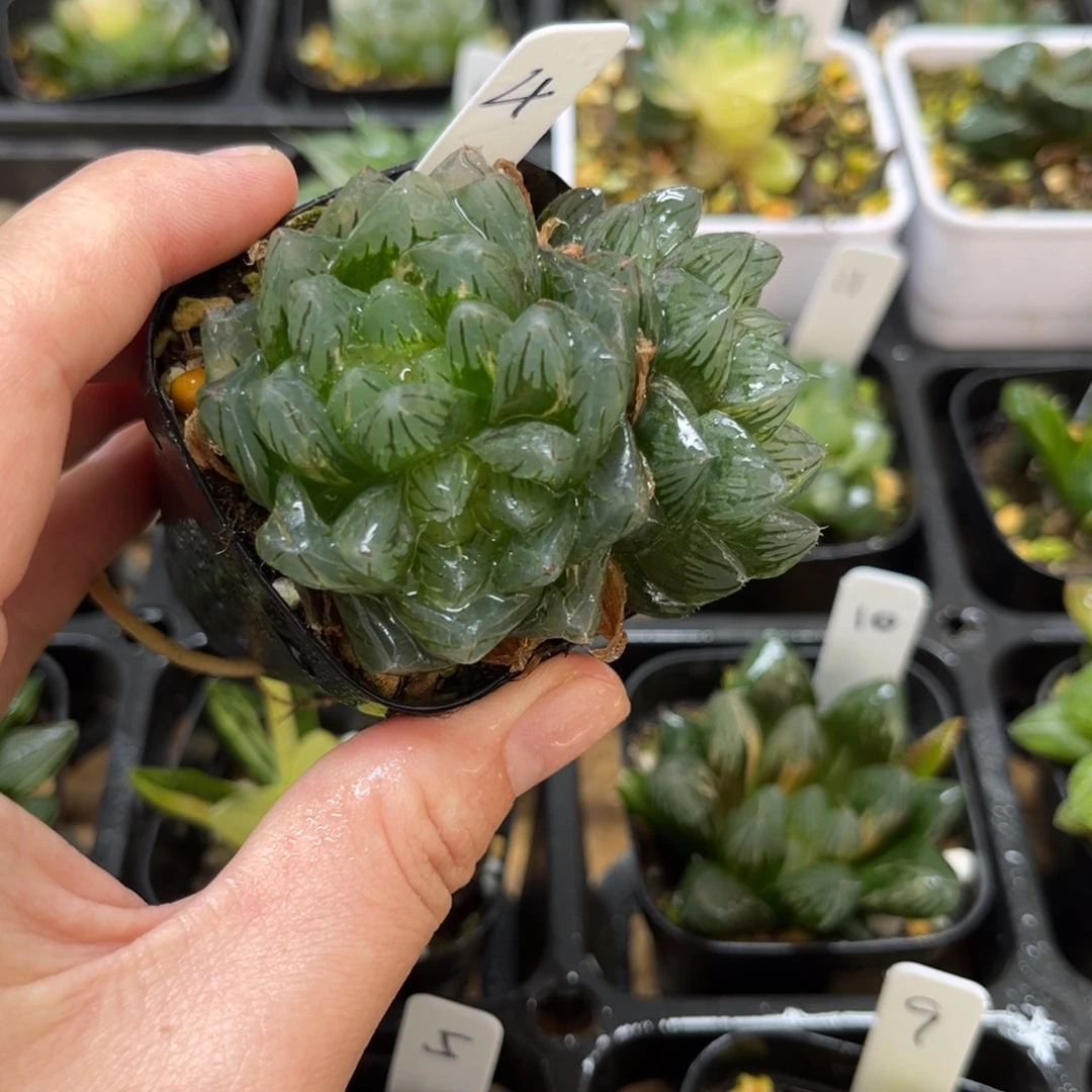 4龙鳞玉露锦一物一拍