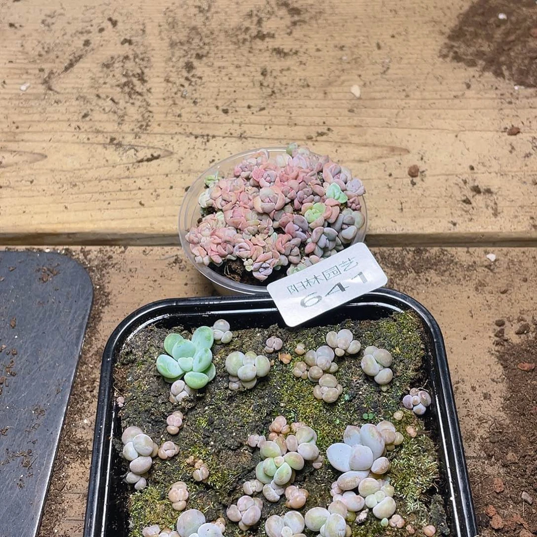 朵***拉多肉植物多肉植物641