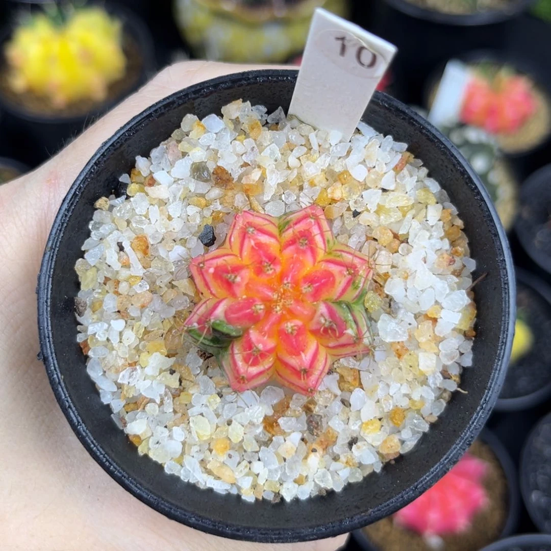 血v -________^^^^^^^^