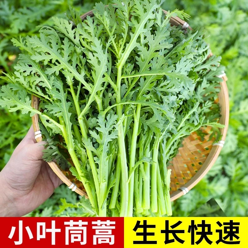 小叶茼蒿种子种籽菜种皇帝菜秋冬季籽种青菜蔬菜孑菜籽茼蒿菜种