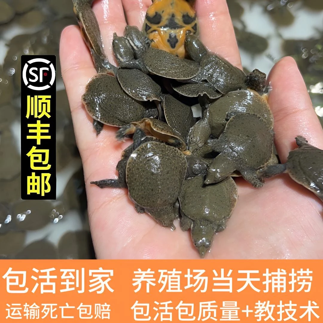 2025出壳优质黑花苗适合鱼塘水库稻田生态养殖优质中华鳖活小甲鱼