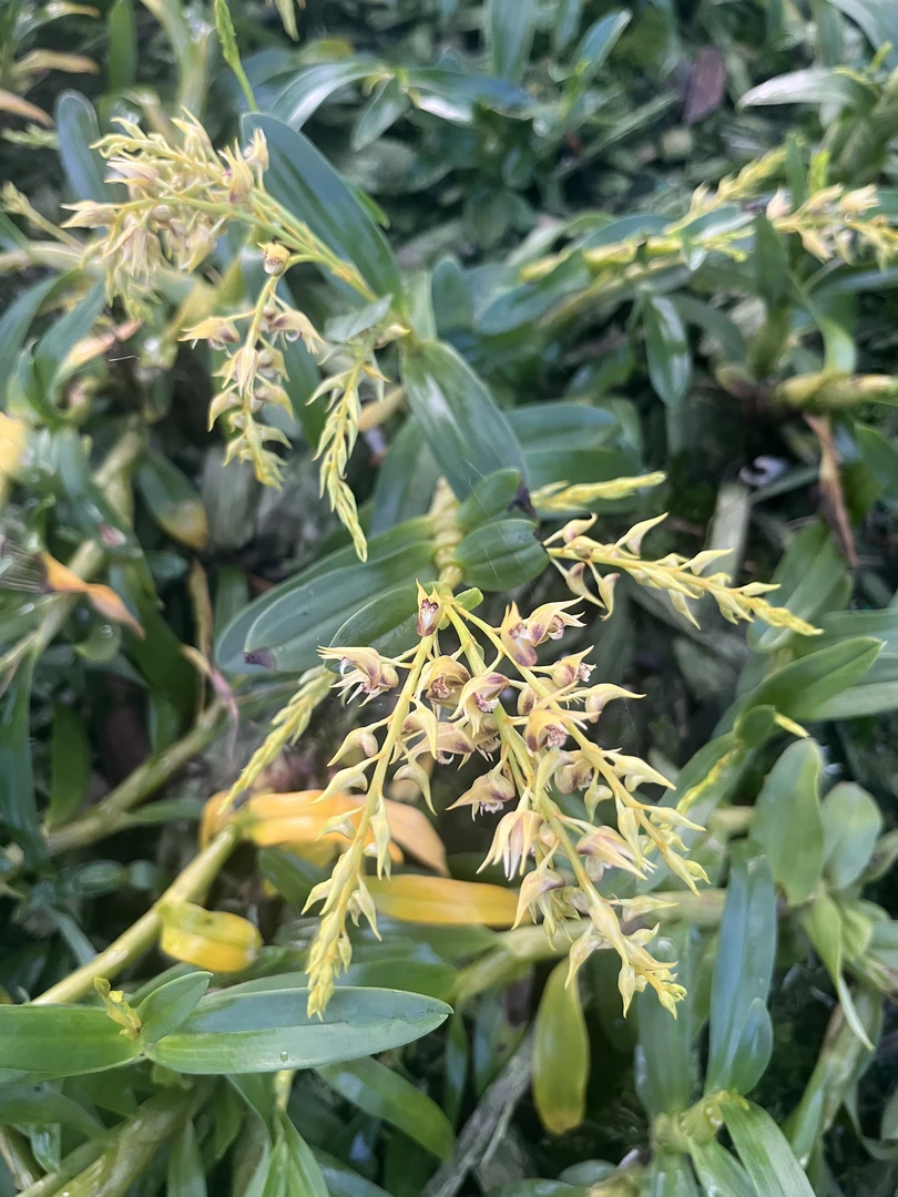 珍虫石斛盆栽特色花卉清香好养活花色艳丽