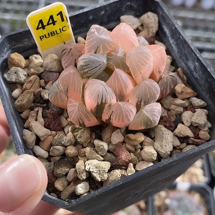 441龙爪玉露锦一物一拍