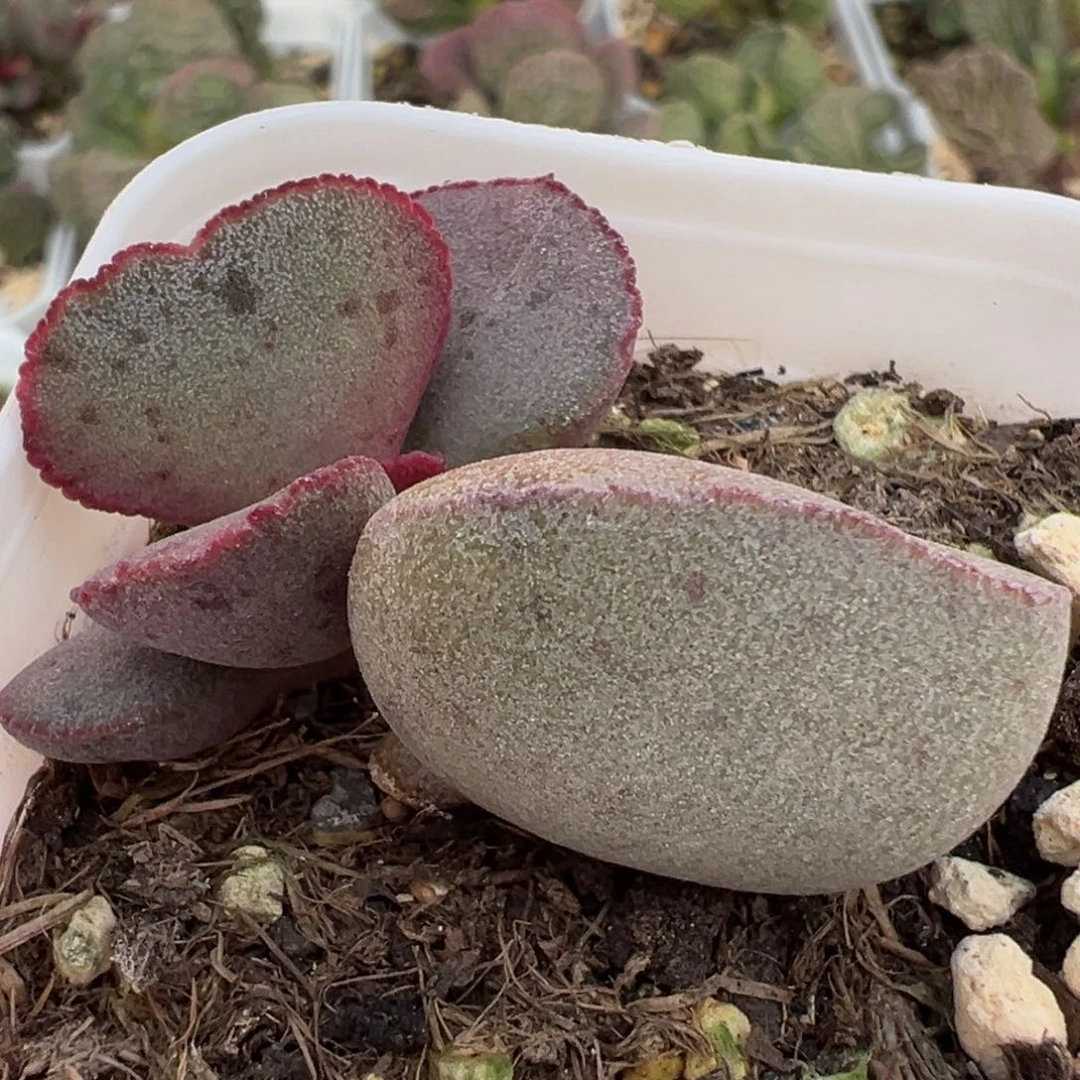 短圆叶斑点蕾丝边实生新品大苗