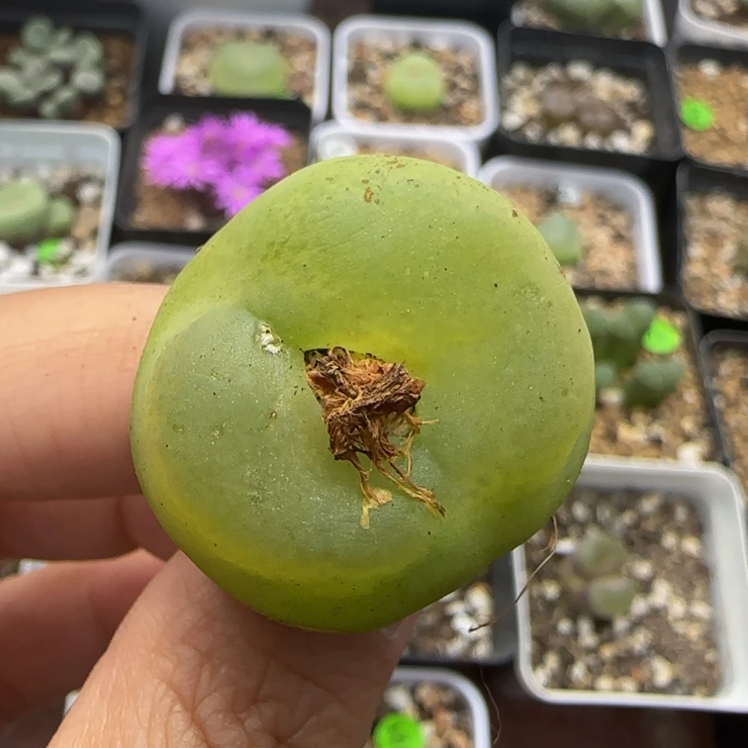 2.8（疤）多肉植物89