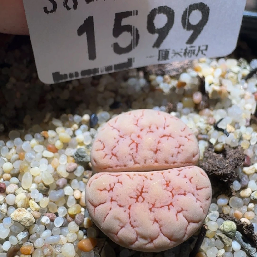 zzzz生石花肉锥1599