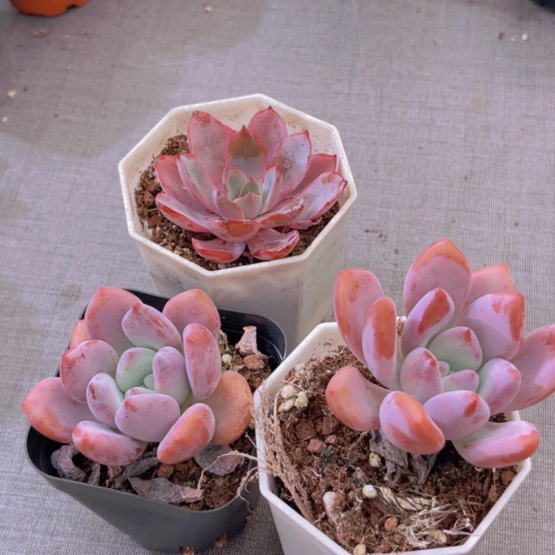 俩盆赫拉。 俩盆奥普