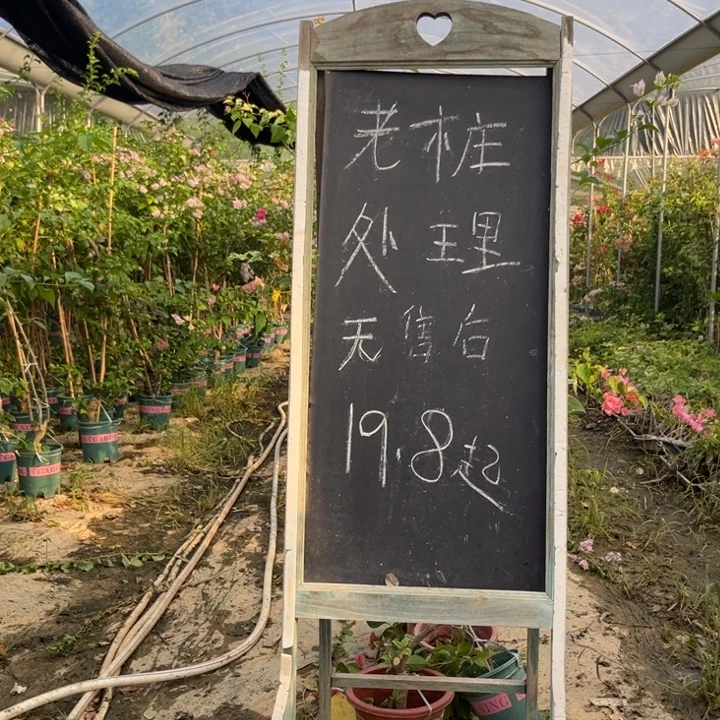 无花朵三角梅三角梅1096