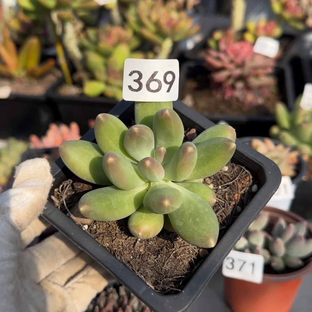 369号一物一拍一物一拍