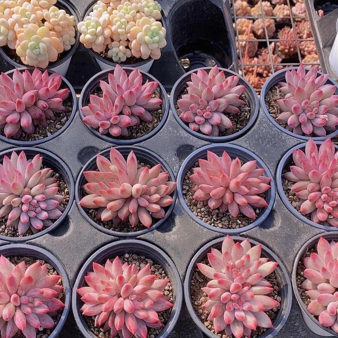 0129-车厘子大双头一颗 量拍