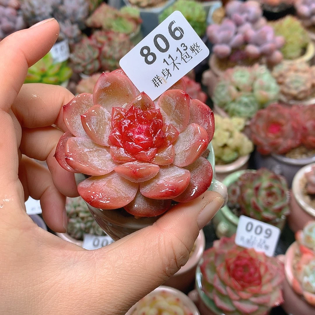 精控拇指盆11.13806