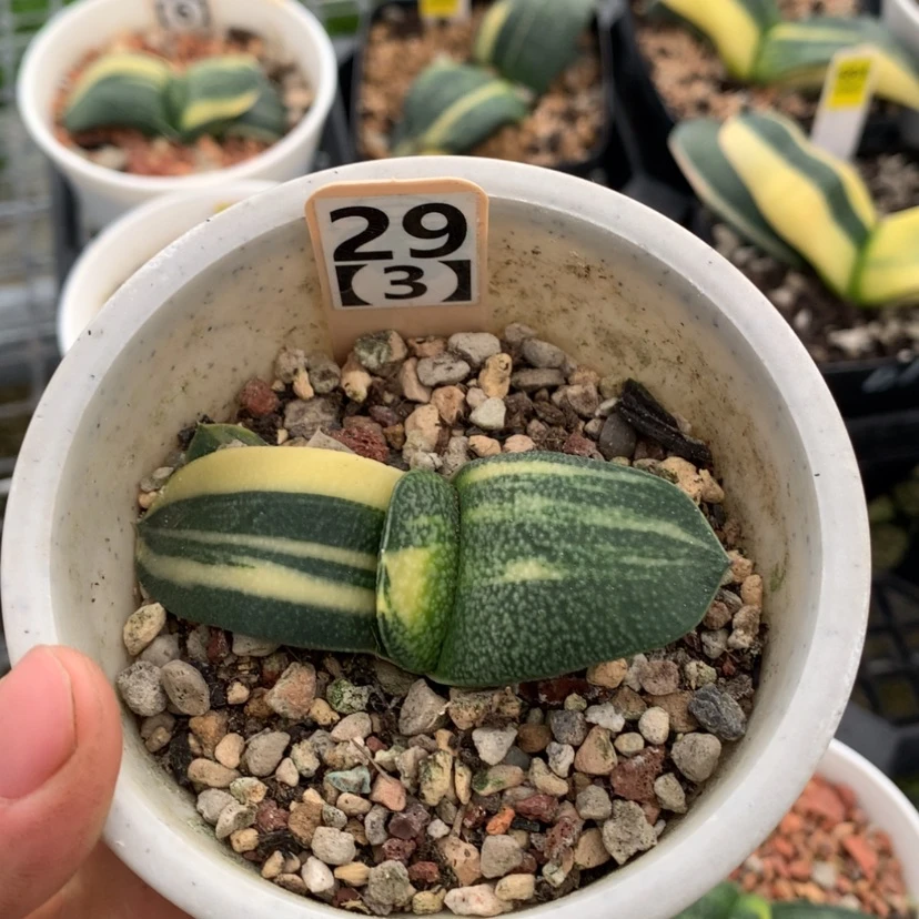 【闪购商品】黄*笑293珍珠