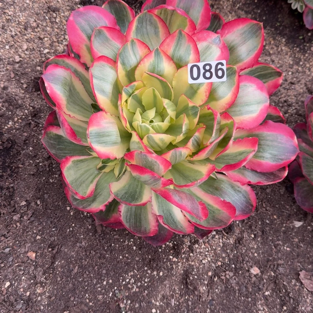 十***香086多肉植物如意多肉