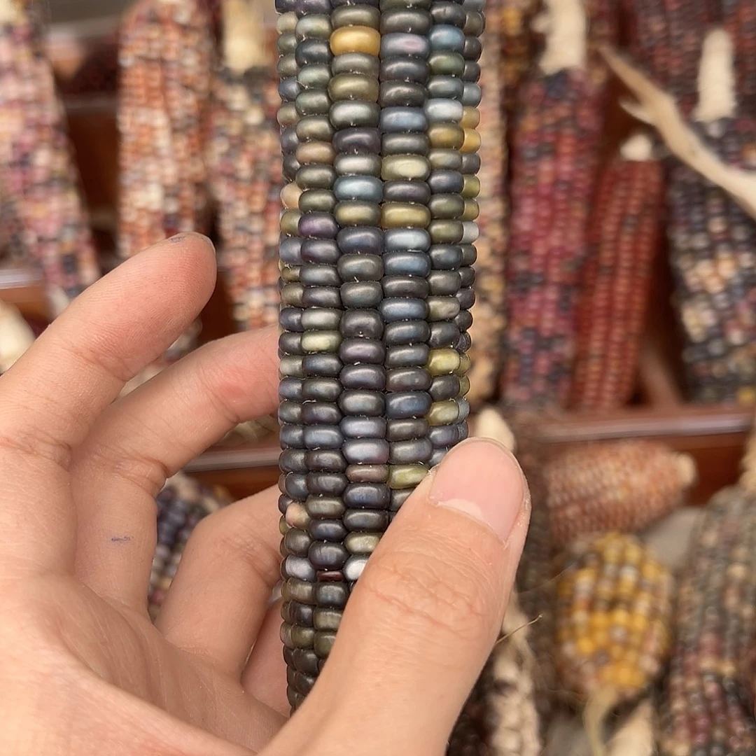 ?****?文玩玉米毛料精品