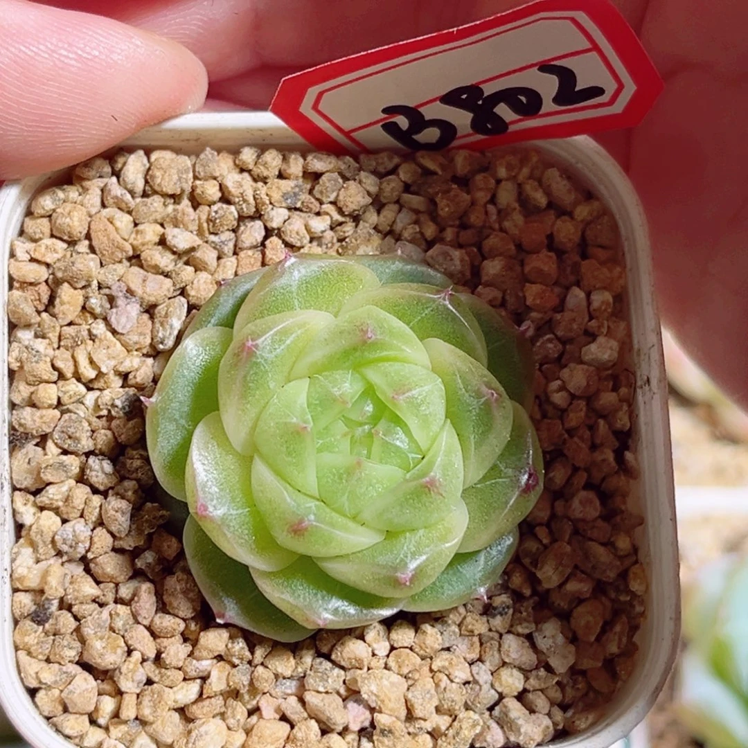 B802 一物一拍 清行