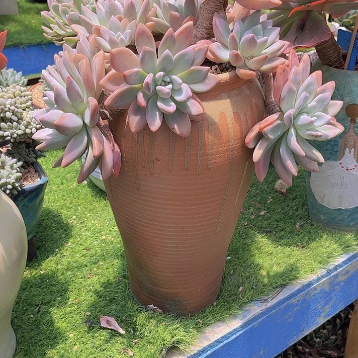 暂***停带盆发货哈哈哈哈哈哈哈哈哈哈哈