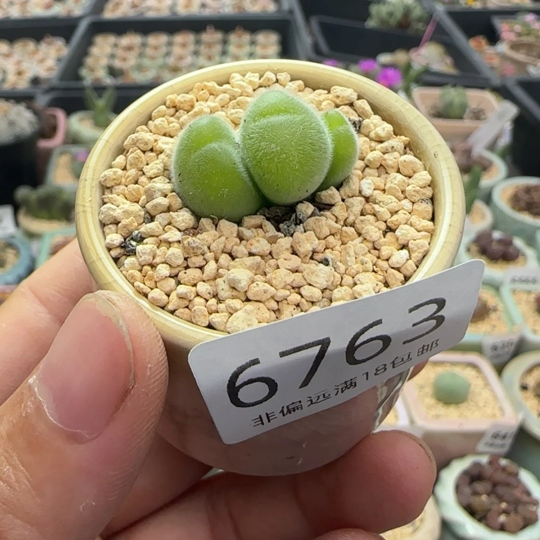 6763--一物一拍 带盆