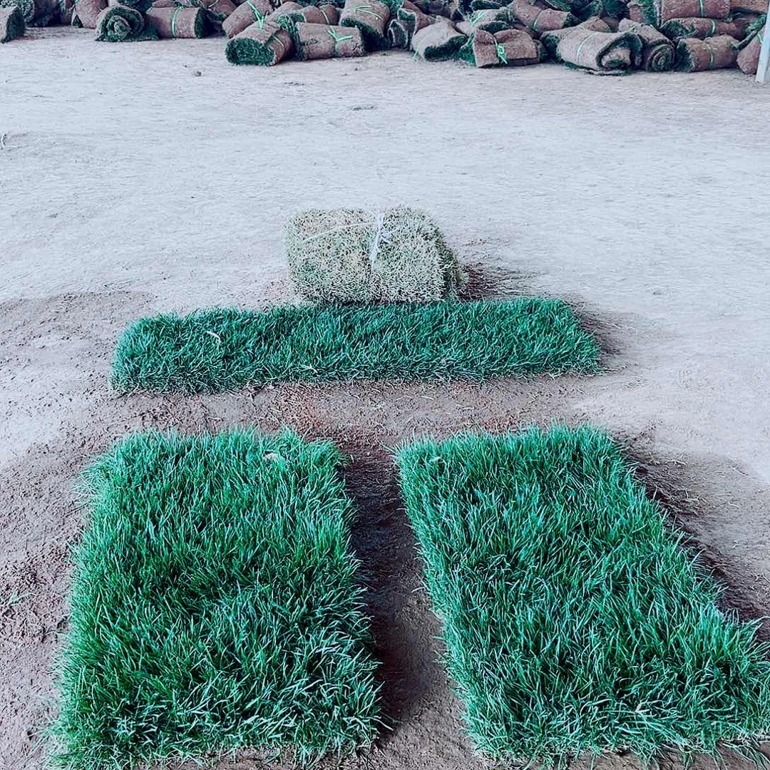 一***士无花朵混播果岭草包邮价格，。。。