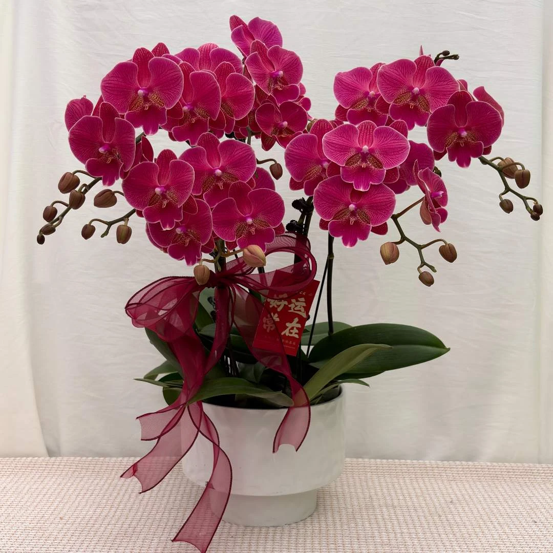 花世界蝴蝶蘭【花木兰】高端稀有色大花型花花 皮实好养 花期超长
