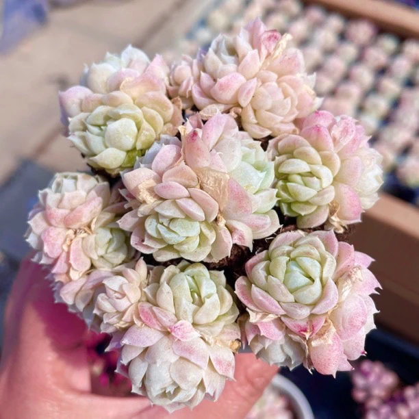 （店铺需要凑单）穴盘白月影多肉3公分左右